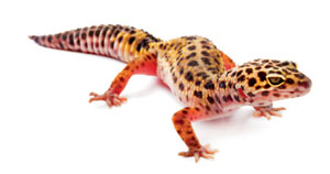 animal_leopard-gecko.jpg