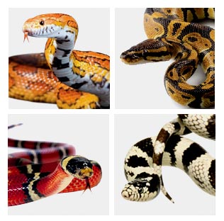 animal_snakes_2.jpg