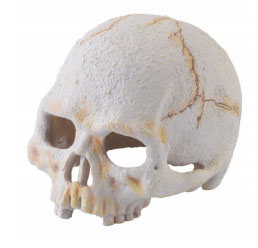 skull1.jpg