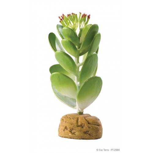 Cactus Jade EXOTERRA